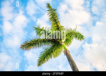 Niedriger Winkel Blick auf Nahaufnahme Ansicht der bunten grün gelb hellen Palme Blätter Äste isoliert gegen blauen Himmel in Miami, Florida an sonnigen Tag Stockfoto