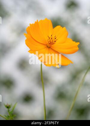 Isolierter einzelner oranger Schwefelkosmos aus der Nähe Stockfoto