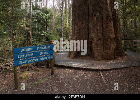 Riesiger Eukalyptusbaum an den Liffey Falls in Tasmanien Stockfoto