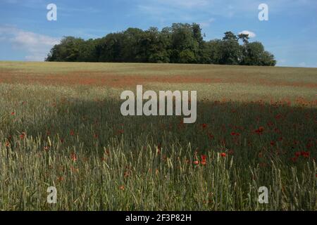 Poppy Field bei Otford, Kent, England Stockfoto