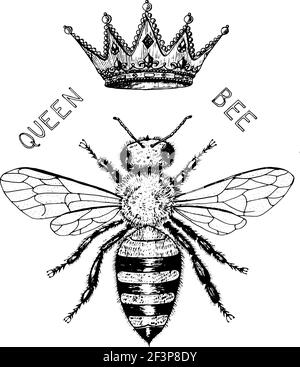 Bee and Honey Logo. Met und Insekten und Blumen und Bienenzucht. Honeycomb und Bienenstock Vektor graviert Hand gezeichnet Vintage alte Skizze für T-Shirt oder Stock Vektor