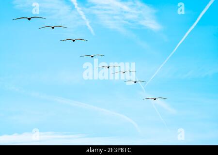 Blick auf Low-Angle-Ansicht auf blauen Himmel Skyscape in River to Sea Preserve Park in Marineland, Florida mit vielen Scharen von Vogelpelikanen fliegen weg Stockfoto