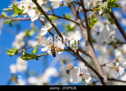 Eine Biene, die Honig aus dem Frühlingsbaum sammelt, blüht Stockfoto