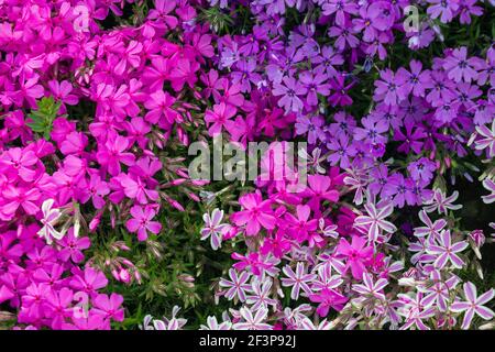 Drei Farben der Blume Phlox subulata Stockfoto