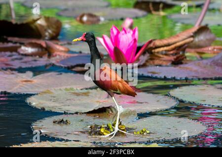 Ein watteliger Jacana, der auf Seerosen in einem Teich mit einer rosa Lotusblume steht. Tierwelt in der Natur. Tropische Szenerie Stockfoto