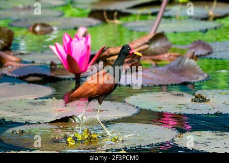 Ein watteliger Jacana, der auf Seerosen in einem Teich mit einer rosa Lotusblume steht. Tierwelt in der Natur. Tropische Szenerie Stockfoto