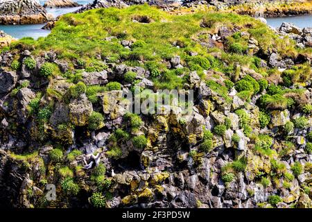 Nahaufnahme Felslandschaft Blick in der Nähe des berühmten Gatklettur Bogen Felsen in der Nähe Hellnar Nationalpark Snaefellsnes Halbinsel in Island am Sommertag Und Möwen Stockfoto