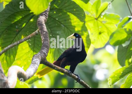 Ein ausgeruhter Oropendola, der in einem Bacano Baum (Cecropia Baum) inmitten des Regenwaldes steht. Vogel im Wald. Tierwelt in der Natur. Stockfoto