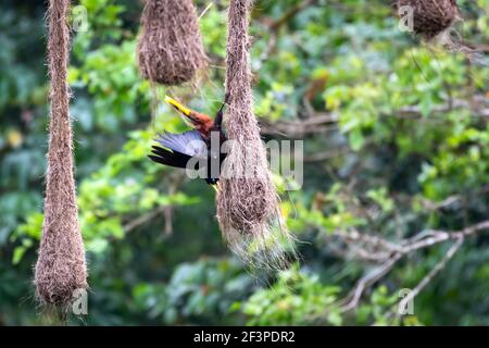 Ein ausgeruhter Oropendola auf seinem Nest in einem flammenden Immortelbaum. Vogel mit Nest. Tierwelt in der Natur. Stockfoto