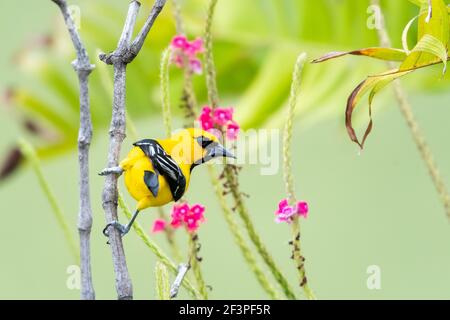 Ein gelber Oriole (Icterus nigrogularis) in einem Garten mit rosa Vervain-Blüten im Hintergrund. Vogelhaltung. Tierwelt in der Natur. Stockfoto