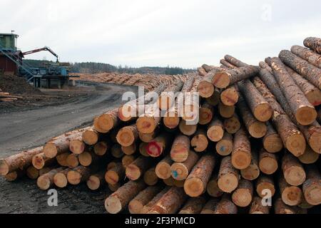 Holzfällerindustrie zeigt Stapel von Schnittholz / Bäume / Holz aus Kiefernwald,Anhammar Schweden Foto: Bo Arrhed Stockfoto