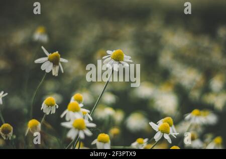 Nahaufnahme der weißen Gänseblümchen Blume auf einem launischen neblig Morgen mit Bokeh Hintergrundunschärfe Stockfoto