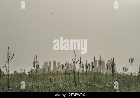 Misty Morgen filmische Aufnahme in einer Wiese mit einem gespenstischen Gruselige Atmosphäre in ländlicher Umgebung Stockfoto