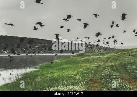 Weitwinkel-Filmaufnahme eines Schwarms schwarzer Krähen Auf dem Flußufer abheben und fliegen Stockfoto