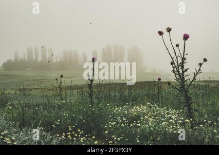 Misty Morgen filmische Aufnahme in einer Wiese mit einem gespenstischen Gruselige Atmosphäre in ländlicher Umgebung Stockfoto