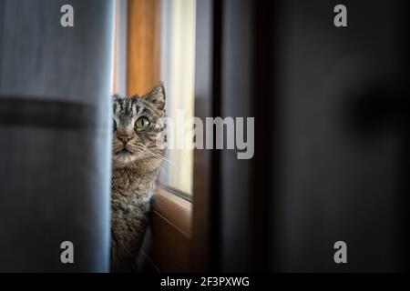 Katzenportrait, während es hinter einem Zelt im Speisesaal versteckt ist Zimmer Stockfoto