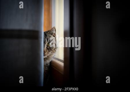 Katzenportrait, während es hinter einem Zelt im Speisesaal versteckt ist Zimmer Stockfoto