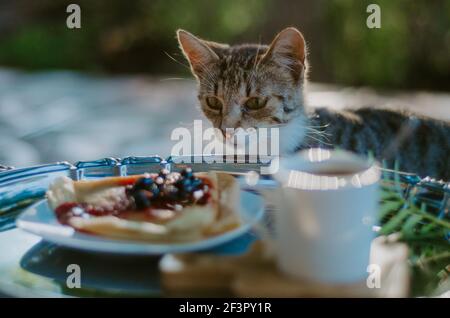 Katze erwischt schleichen auf einem Frühstücksteller mit Pfannkuchen Marmelade auf einer silbernen Platte Stockfoto