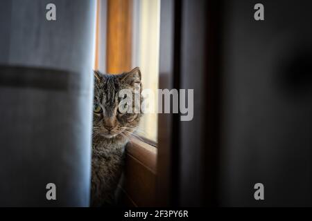 Katzenportrait, während es hinter einem Zelt im Speisesaal versteckt ist Zimmer Stockfoto