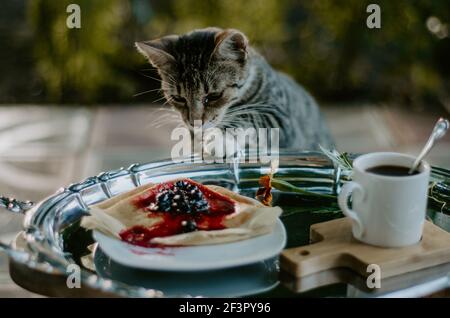 Hauskatze gefangen schleichen auf einem Frühstücksteller Crepes mit Brombeermarmelade auf Silberplatte. Konzept: Lustige Momente mit Haustieren Stockfoto