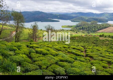 Teeplantagen und schöner Emerald Lake am Stadtrand von Ooty (Tamil Nadu, Indien) Stockfoto