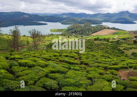 Teeplantagen und schöner Emerald Lake am Stadtrand von Ooty (Tamil Nadu, Indien) Stockfoto