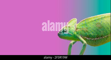 chamäleon auf farbigem Hintergrund Stockfoto