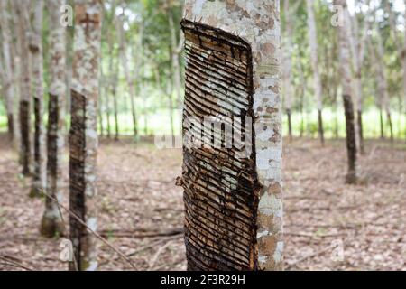 Nahaufnahme von Gummibaum, Seringueira, geschnitten, um Naturlatex in einer Farm im amazonas-Regenwald, Xapuri, Acre, Brasilien zu produzieren. Konzept der Ökologie. Stockfoto