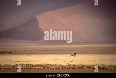 Ein Oryx-Antilope in der Wüste namib Stockfoto