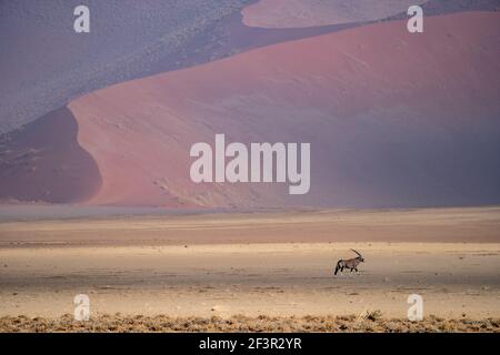 Ein Oryx-Antilope in der Wüste namib Stockfoto