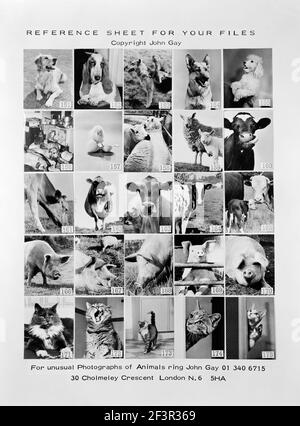 Foto des Werbeblatts mit ungewöhnlichen Tierfotos von John Gay. November 1970. Kuh, Rinder, Kalb, Lamm, Küken, Schwein Stockfoto