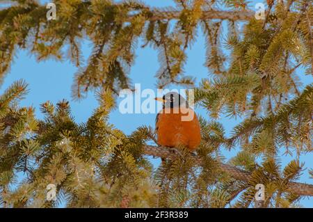 Vadnais Heights, Minnesota. American Robin, Turdus migratorius thront im Frühjahr in einer Fichte. Stockfoto