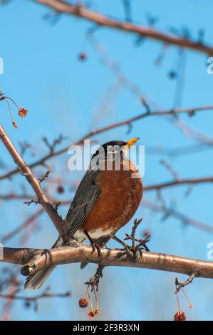 Vadnais Heights, Minnesota. American Robin, Turdus migratorius thront im Frühjahr in einem Krabbenapfelbaum. Stockfoto