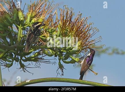 Östlicher Sonnenvogel (Anthrreptes orientalis) Männchen und Rotstirnbarbet (Tricholaema diademata) füttern an Blüten Lake Baringo, Kenia Stockfoto