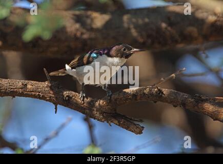 Eastern Violet-backed Sunbird (Anthrreptes orientalis) Männchen, das auf dem niederen Zweig des Lake Baringo, Kenia, thront November Stockfoto