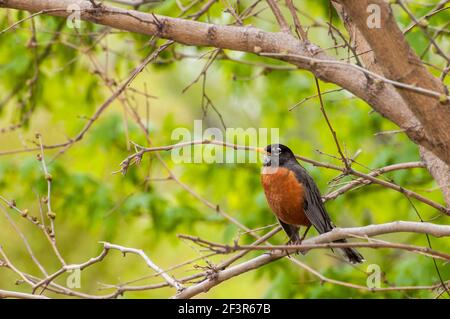 Little Canada, Minnesota. American Robin, Turdus migratorius thront in einem Baum in einer wunderschönen Frühlingsumgebung. Stockfoto