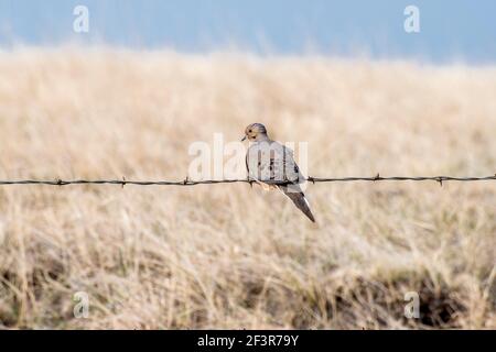 South Dakota. Badlands. Trauertaube, Zenaida macroura sitzt auf einem Stacheldrahtzaun. Stockfoto