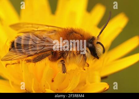 Eine Makroaufnahme einer männlichen Pantaloonbiene oder einer haarigen Biene Bergbau Biene auf einer gelben Blume Stockfoto