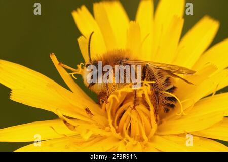 Eine Makroaufnahme einer männlichen Pantaloonbiene oder einer haarigen Biene Bergbau Biene auf einer gelben Blume Stockfoto