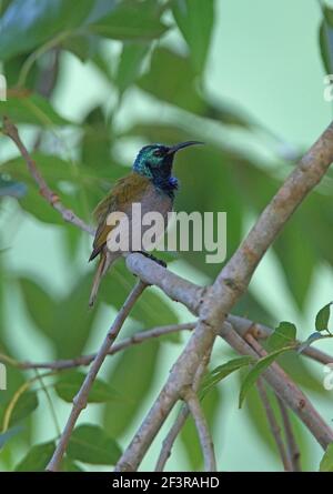 Grünkopf-Sonnenvogel (Cyanomitra verticalis viridisplendens) Männchen auf Zweig Kenia thront November Stockfoto