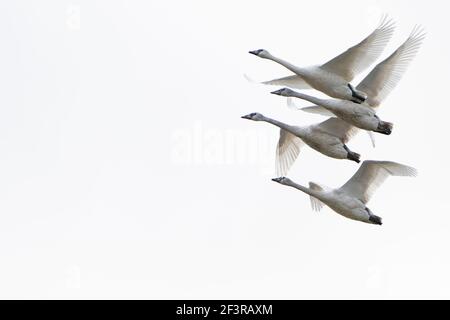 Trumpeter Schwäne im Flug Stockfoto