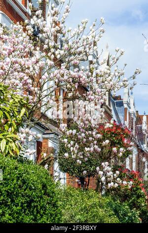 Zeichen des Frühlings, als ein Magnolienbaum in einer Wohnstraße im Norden Londons, Großbritannien, zu blühen beginnt Stockfoto