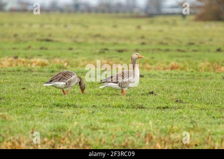 Nahaufnahme von männlichen und weiblichen Graugänsen, Anser anser, Wandern und auf der Suche nach Nahrung in einer grünen Weide Stockfoto