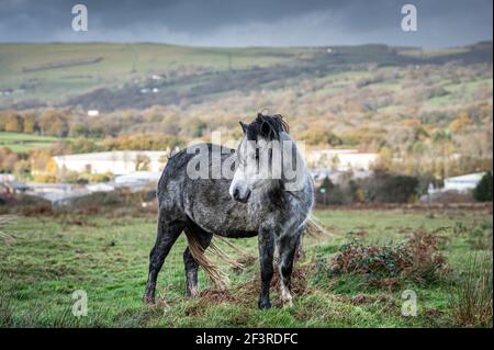 Ein einziges weißes, wildes Pferd in der ländlichen Landschaft von Wales. Der Herbsttag ist trüb Stockfoto