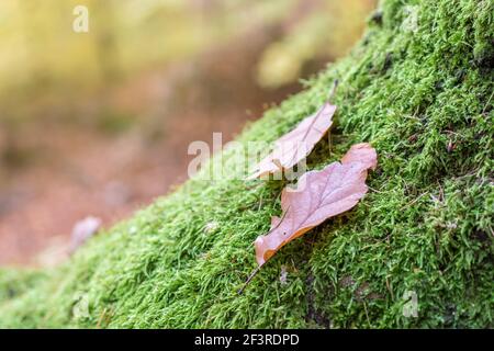 Eichenblätter liegen auf moosigen Waldboden Stockfoto