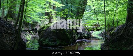 Bild von zwei Bächen, die sich in einem dichten Wald verbinden, Motketel, Veluwe, Niederlande Stockfoto