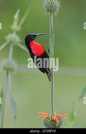 Scharlachbewachsene Sonnenvögel (Chalcomitra senegalensis lamberti) erwachsenes Männchen, das auf dem Blütenstamm des Lake Naivasha, Kenia, thront Oktober Stockfoto