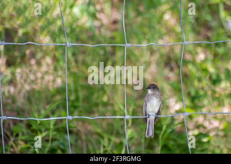 Vadnais Heights, Minnesota. Vadnais Lake Regional Park. Eastern Phoebe, Sayornis phoebe sitzt auf einem Drahtzaun. Stockfoto