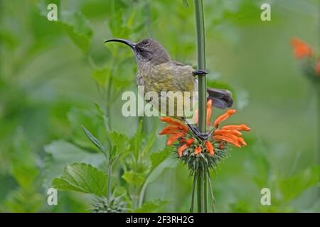 Scharlachbewachsene Sonnenvögel (Chalcomitra senegalensis lamberti) erwachsenes Weibchen, das auf dem Blütenstamm des Lake Naivasha, Kenia, thront Oktober Stockfoto