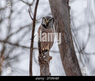 Im Winter steht die Northern Hawk Owl auf einem Baumstumpf Stockfoto